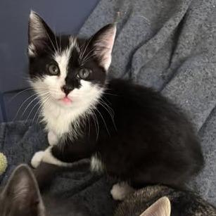 Bobble, a Adoptable Domestic Short Hair in Bel Air, MD image 2/2