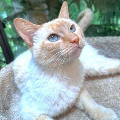 AIOLI - FANTASTIC FLAME POINT!