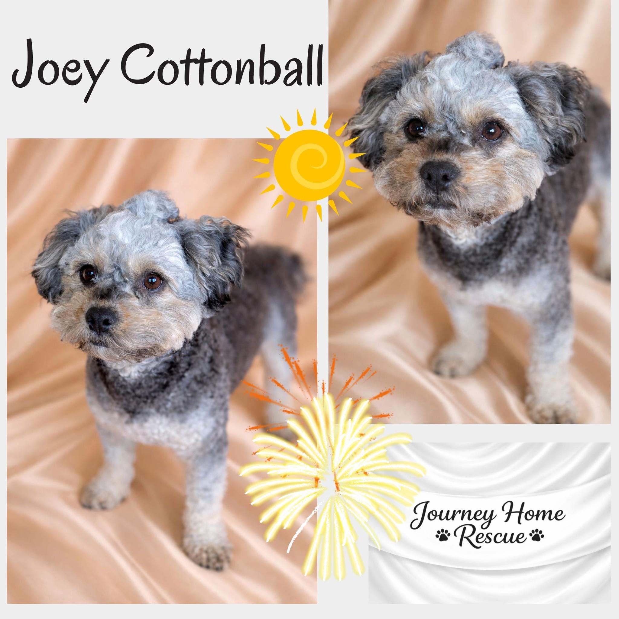 Joey Cottonball, ADOPTABLE, Young Male Poodle (Toy) & Bichon Frise.