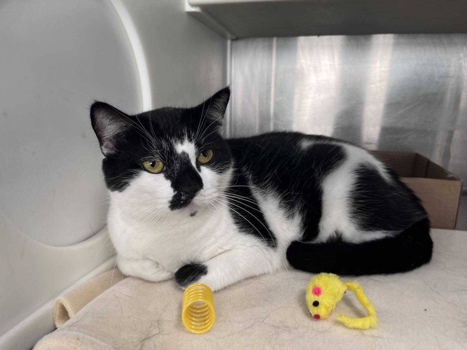 Enlarge Rizzo, a Adoptable Domestic Short Hair in Carrollton, GA image 1/3