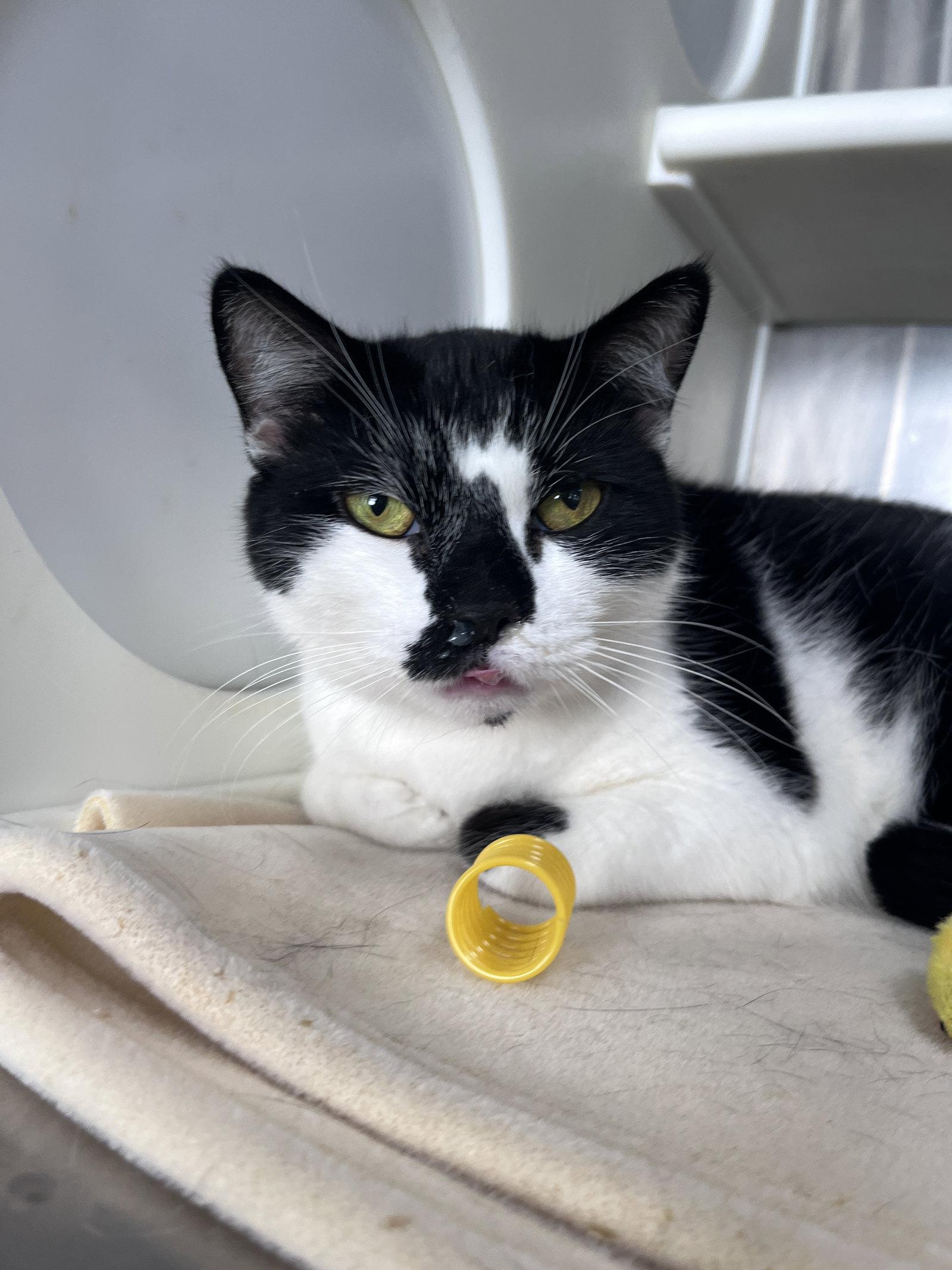 Enlarge Rizzo, a Adoptable Domestic Short Hair in Carrollton, GA image 2/3