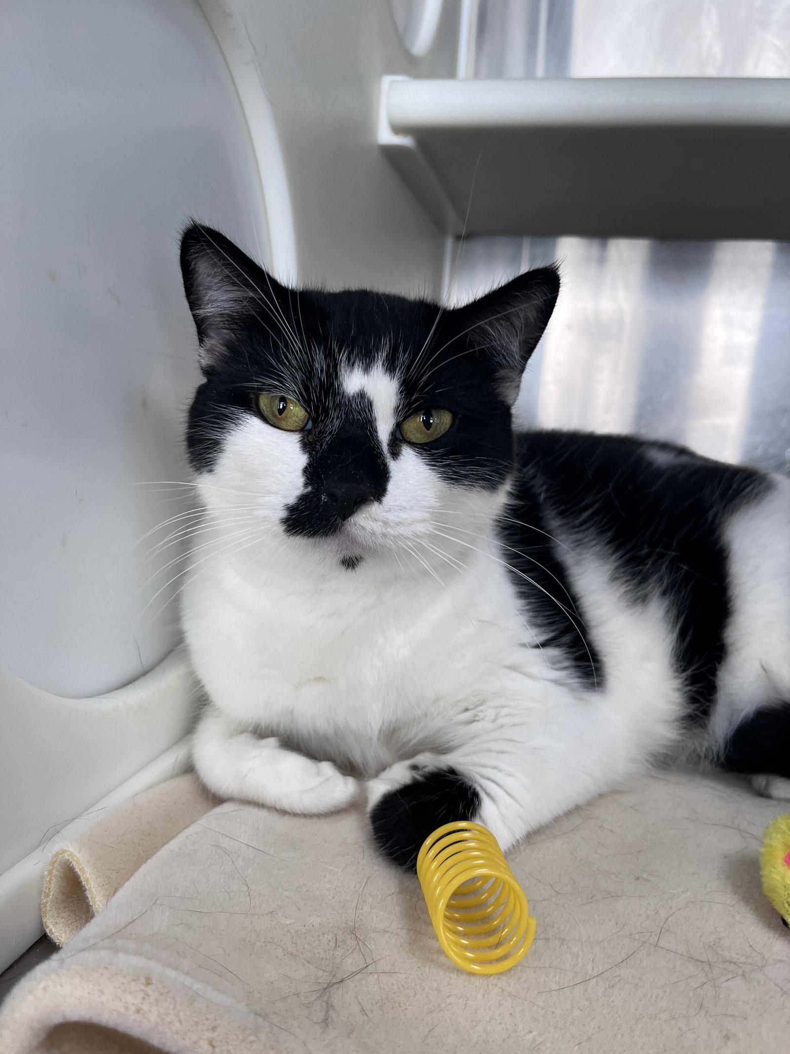 Enlarge Rizzo, a Adoptable Domestic Short Hair in Carrollton, GA image 3/3