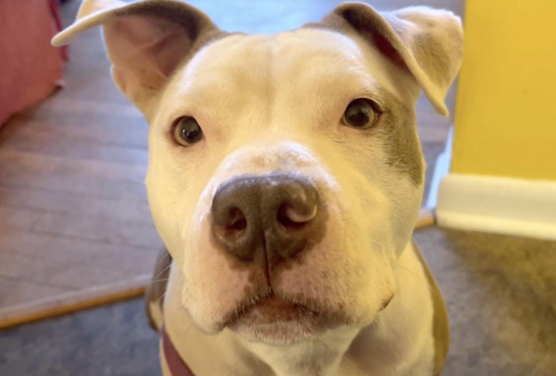 Myrtle, a Adoptable Staffordshire Bull Terrier in Atlanta, GA image 3/6