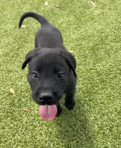 Tex, Adoptable, Puppy Male Labrador Retriever & Mixed Breed.