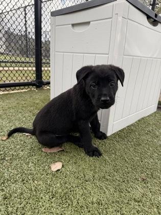 Enlarge Tex, a Adoptable mixed breed in Daphne, AL image 2/3