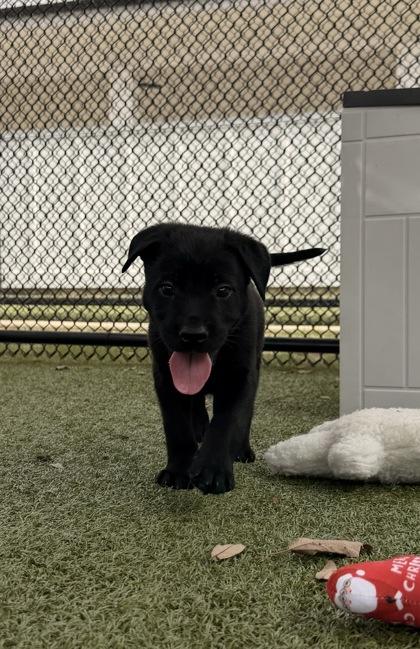 Enlarge Tex, a Adoptable mixed breed in Daphne, AL image 3/3