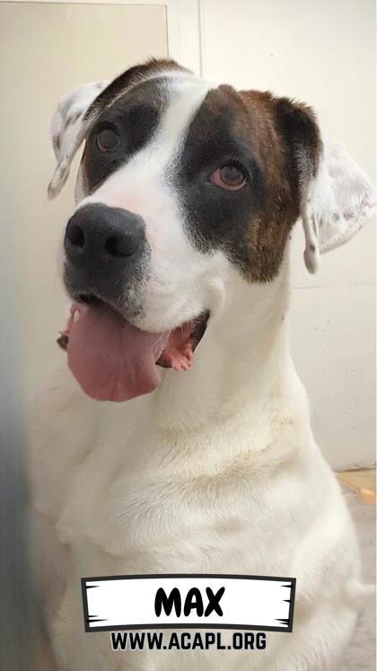 Enlarge Max, a Adoptable mixed breed in Ashtabula, OH image 1/3