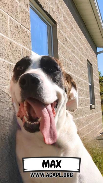 Max, Adoptable, Young Male Mountain Cur & Mixed Breed.