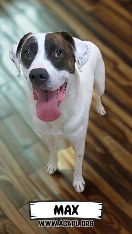 Enlarge Max, a Adoptable mixed breed in Ashtabula, OH image 3/3