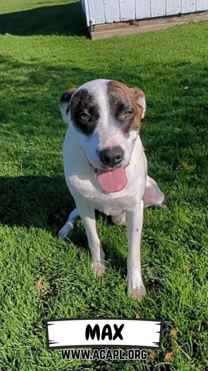 Enlarge Max, a Adoptable mixed breed in Ashtabula, OH image 2/2
