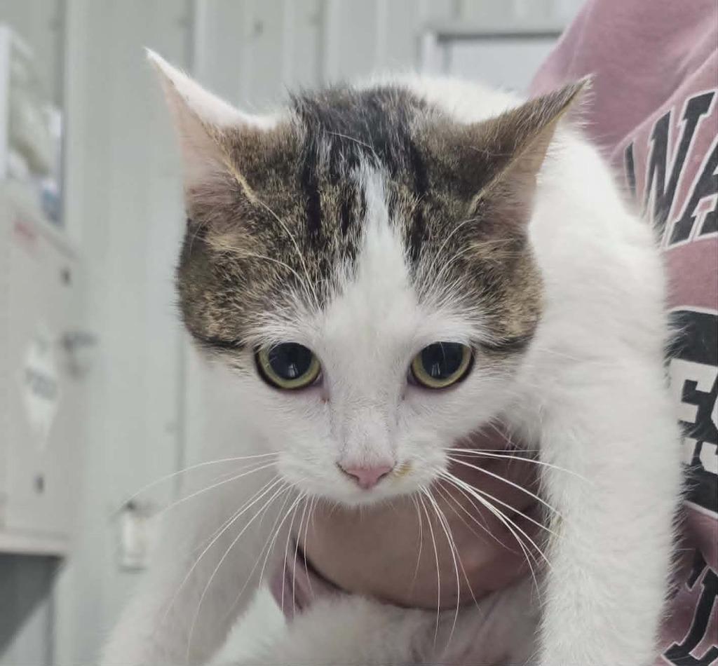 Butterfly, Adoptable, Young Female Domestic Short Hair.