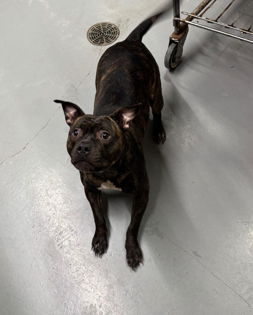 Enlarge Forest, a Adoptable Pit Bull Terrier in Findlay, OH image 1/2