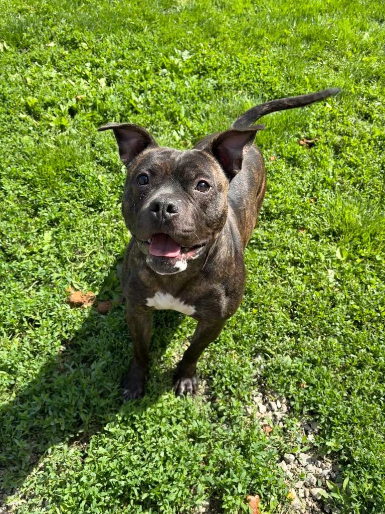 Enlarge Forest, a Adoptable Pit Bull Terrier in Findlay, OH image 2/2
