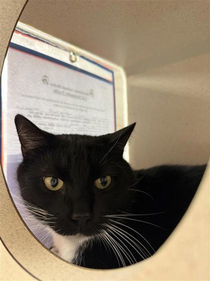 Enlarge Ezra, a Adoptable mixed breed in Hutchinson, KS image 1/3