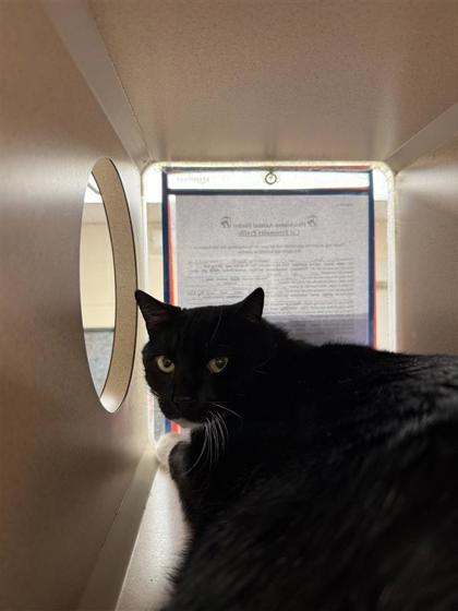 Enlarge Ezra, a Adoptable mixed breed in Hutchinson, KS image 2/3