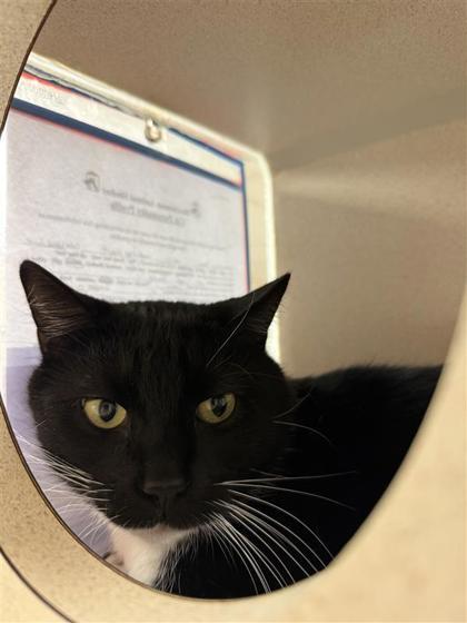 Enlarge Ezra, a Adoptable mixed breed in Hutchinson, KS image 3/3