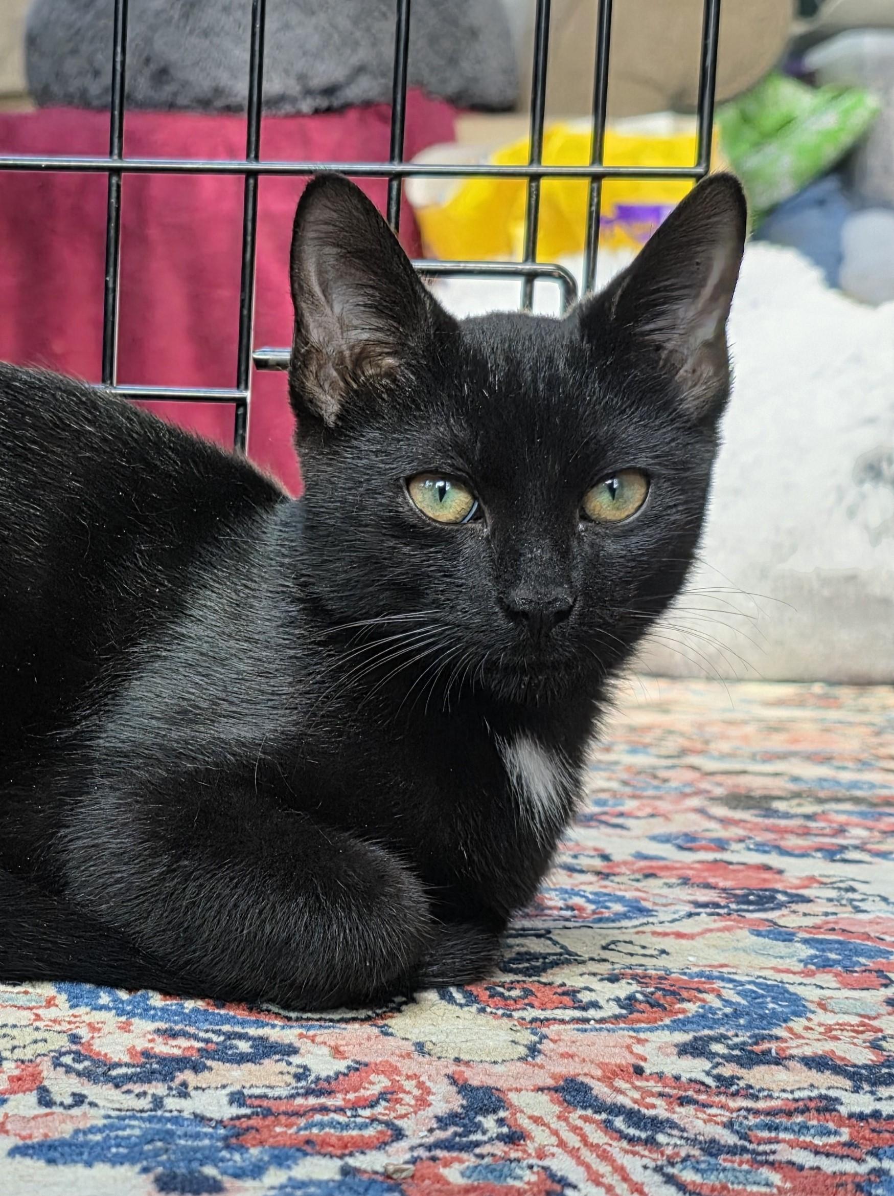 Jombo, a Adoptable mixed breed in Naperville, IL image 1/4