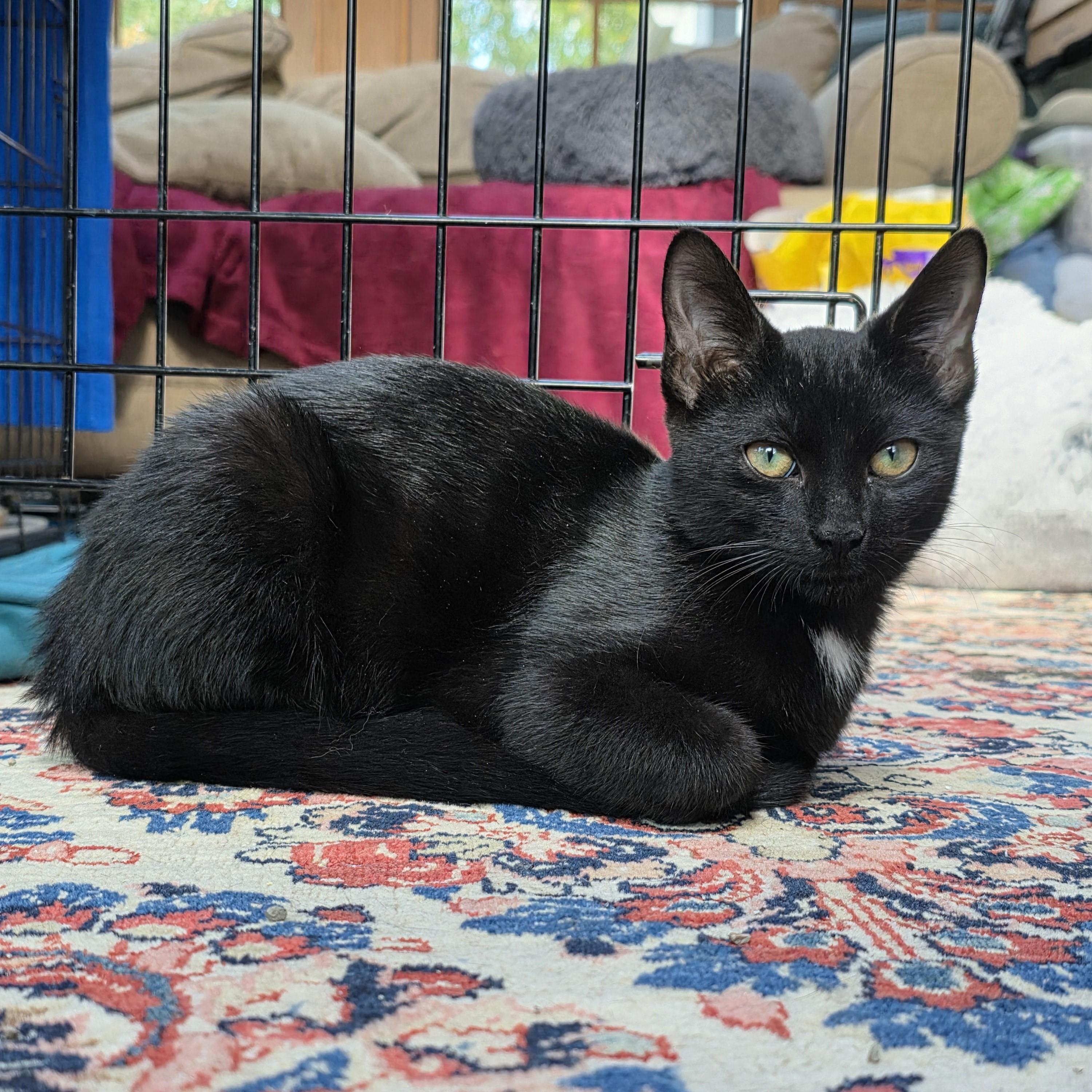 Jombo, Adoptable, Kitten Male Domestic Short Hair.