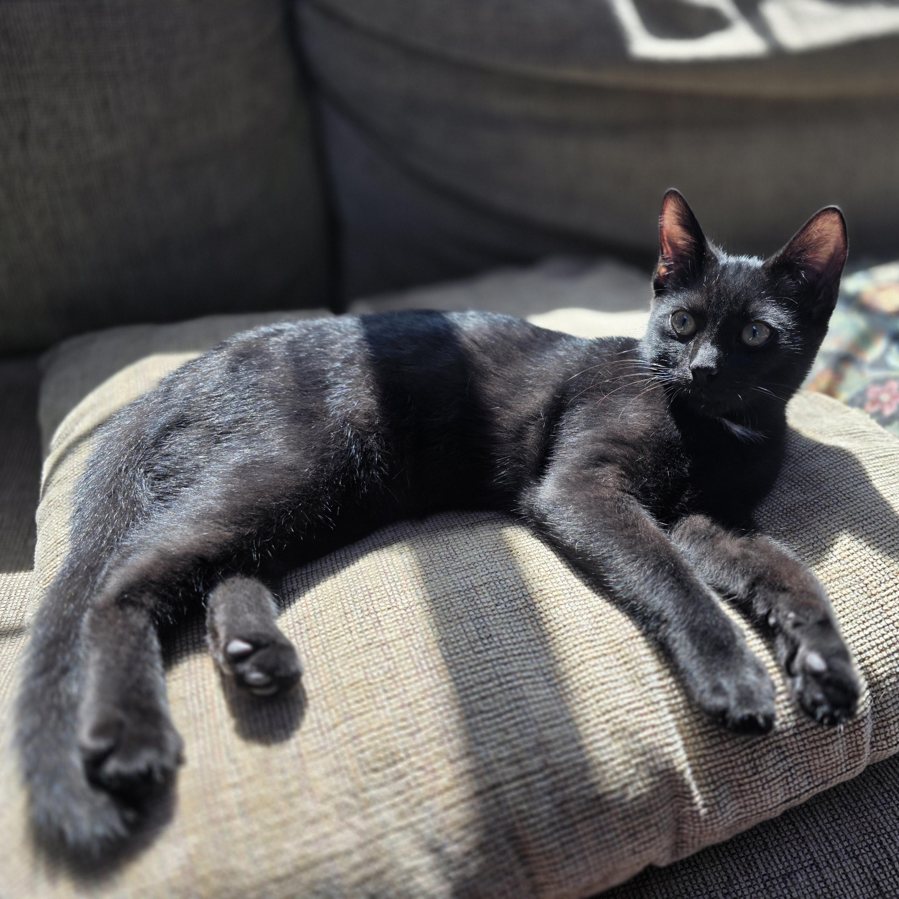 Jombo, a Adoptable mixed breed in Naperville, IL image 3/4