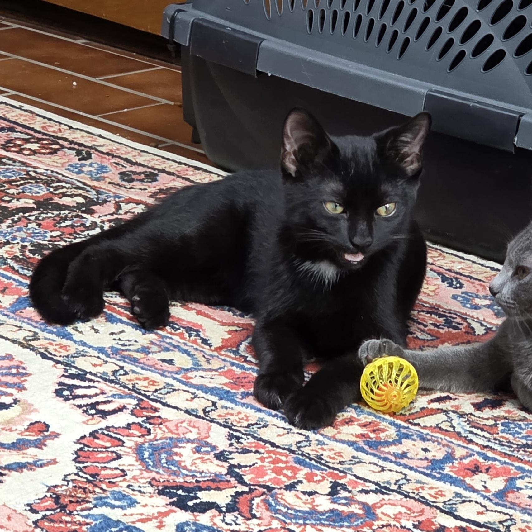 Jombo, a Adoptable mixed breed in Naperville, IL image 4/4