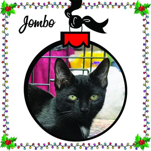 Jombo, Adoptable, Kitten Male Domestic Short Hair.