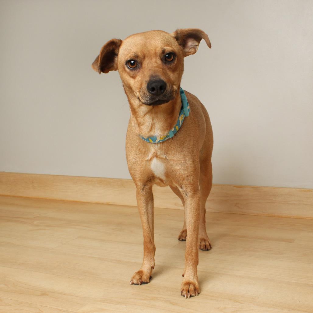 Gilda D66644, Adoptable, Young Female Terrier & Mixed Breed.