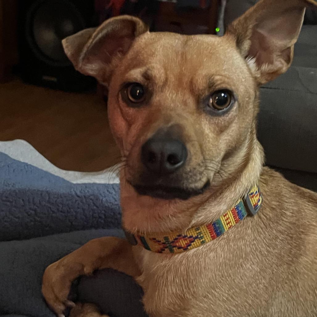 Enlarge Gilda D66644, a Adoptable mixed breed in Minnetonka, MN image 3/6