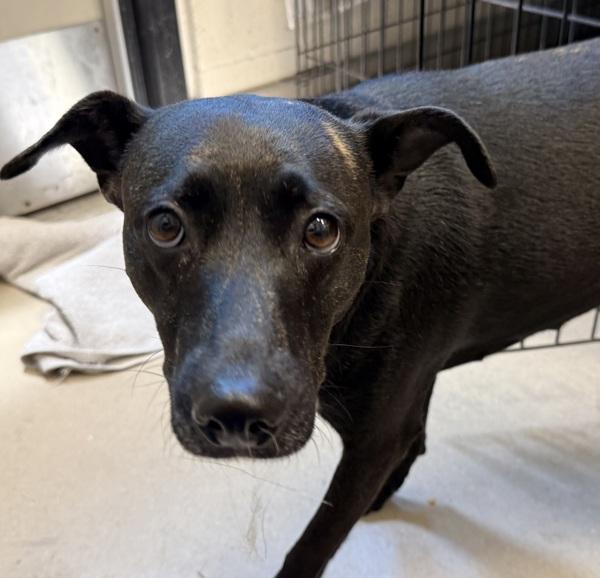 Autumn, Adoptable, Adult Female Terrier.