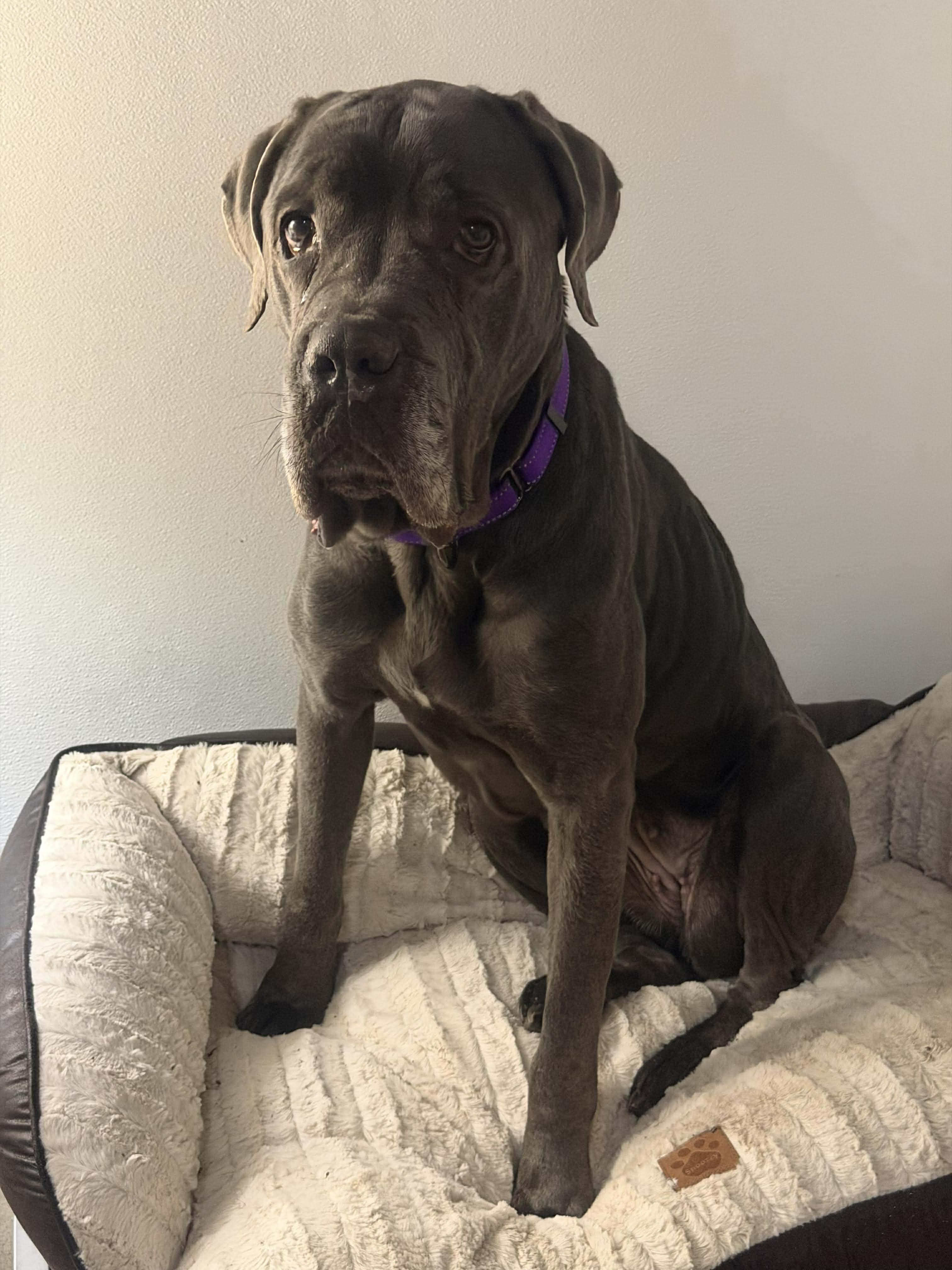 Bertha, ADOPTABLE, Adult Female Cane Corso.