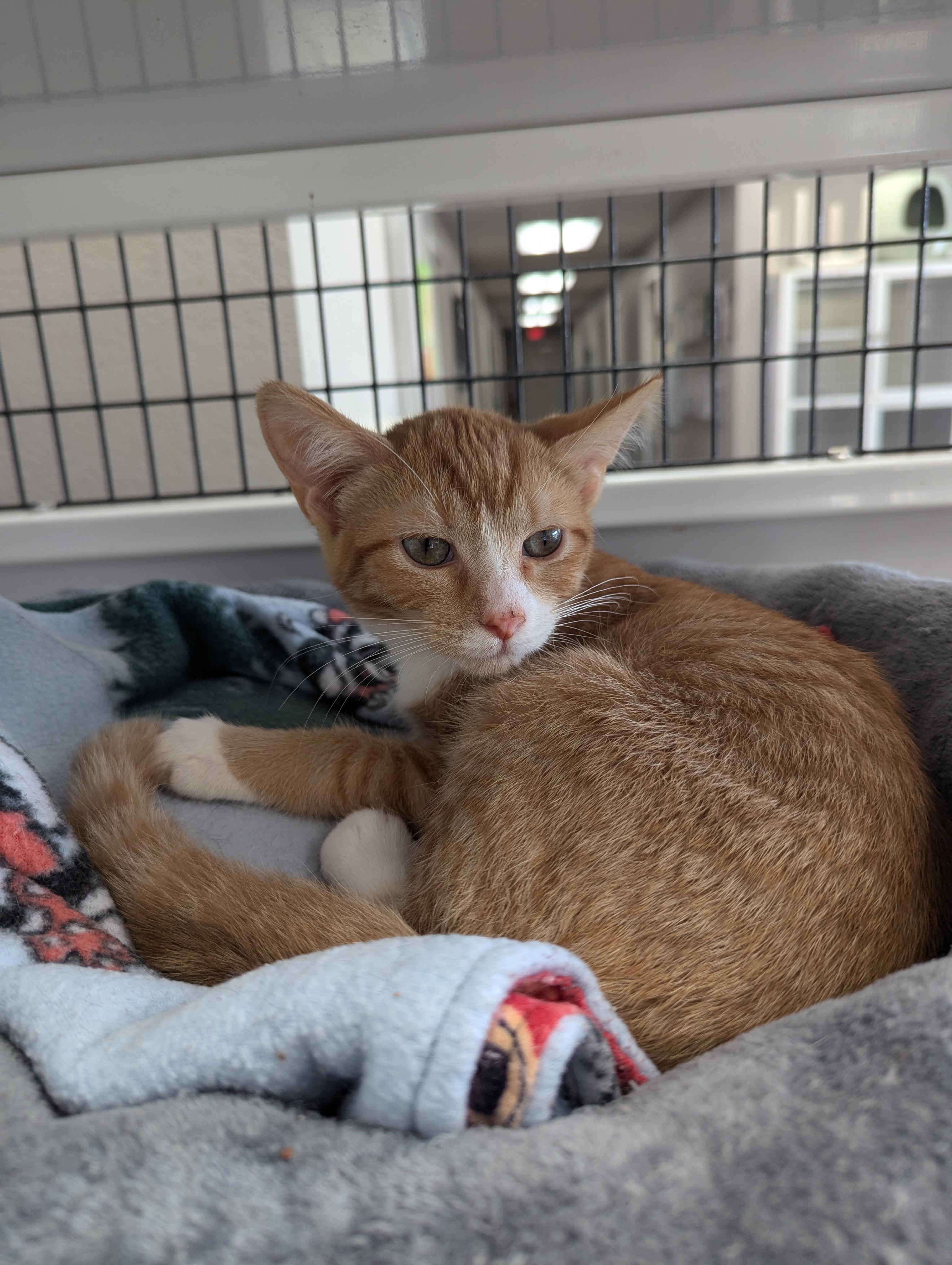 Garlic Bread, an adoptable Domestic Short Hair in Oconto, WI, 54153 | Photo Image 3