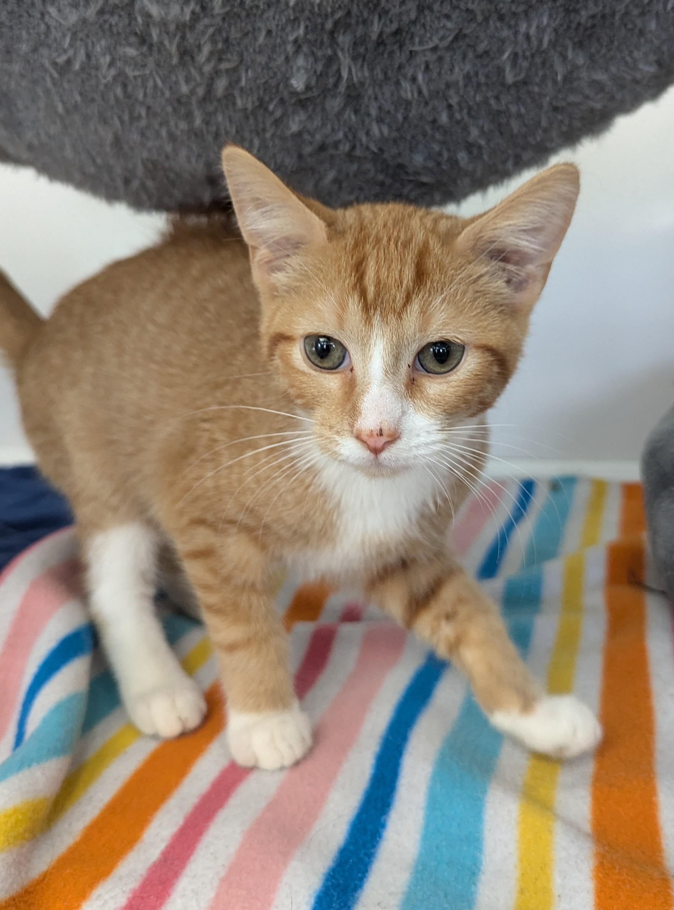 Garlic Bread, an adoptable Domestic Short Hair in Oconto, WI, 54153 | Photo Image 1
