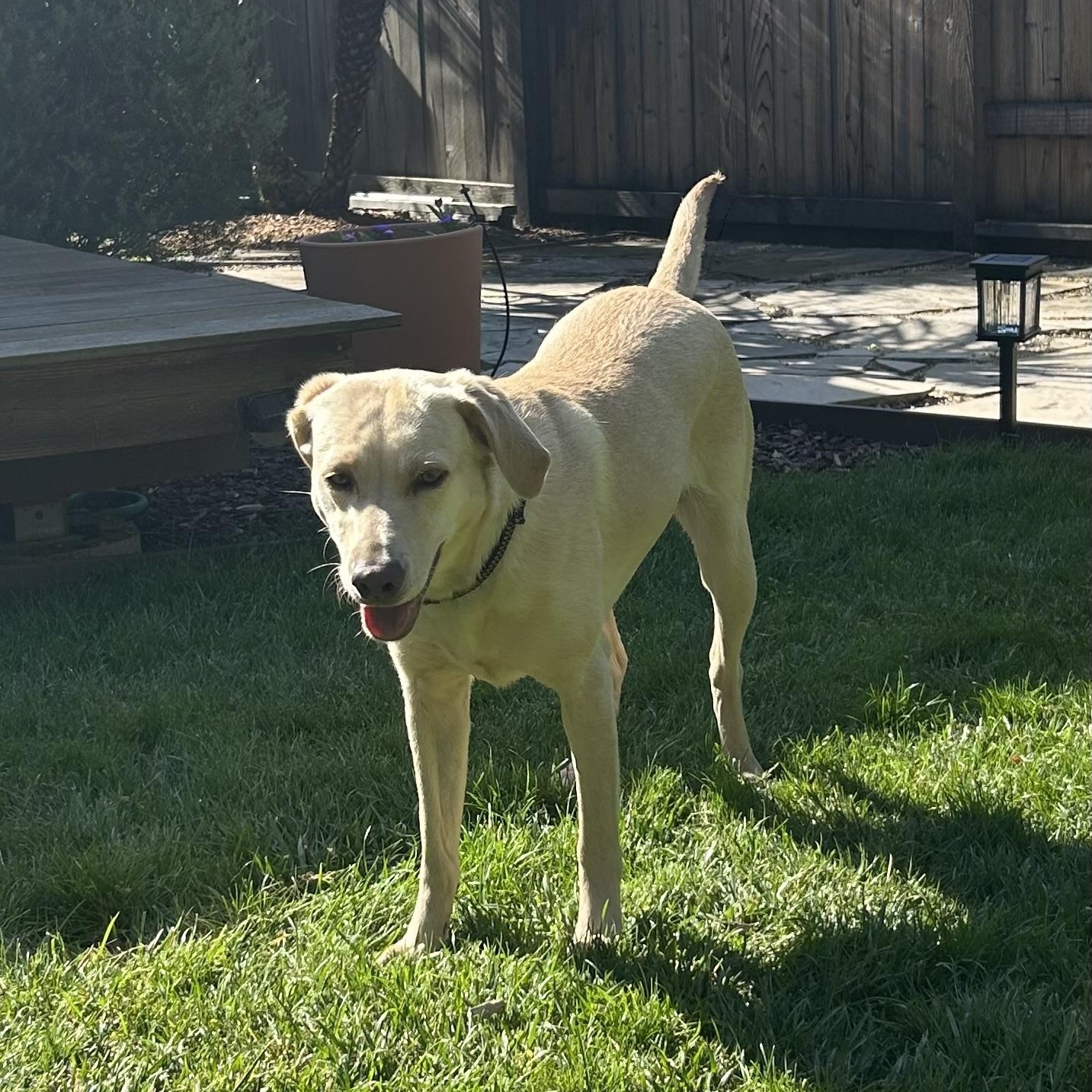 Enlarge Lilly, a ADOPTABLE Labrador Retriever in San Francisco, CA image 2/3