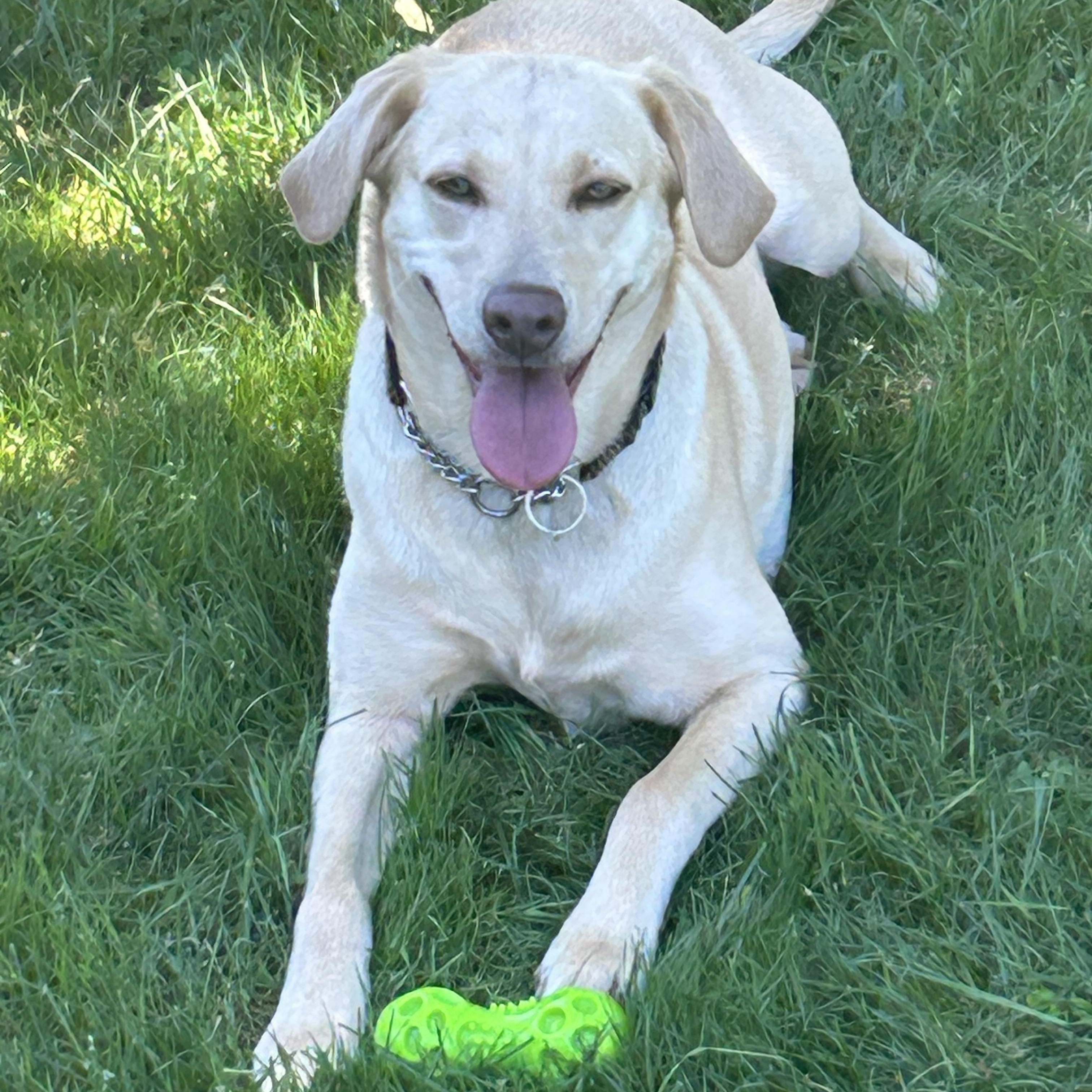 Enlarge Lilly, a ADOPTABLE Labrador Retriever in San Francisco, CA image 1/3