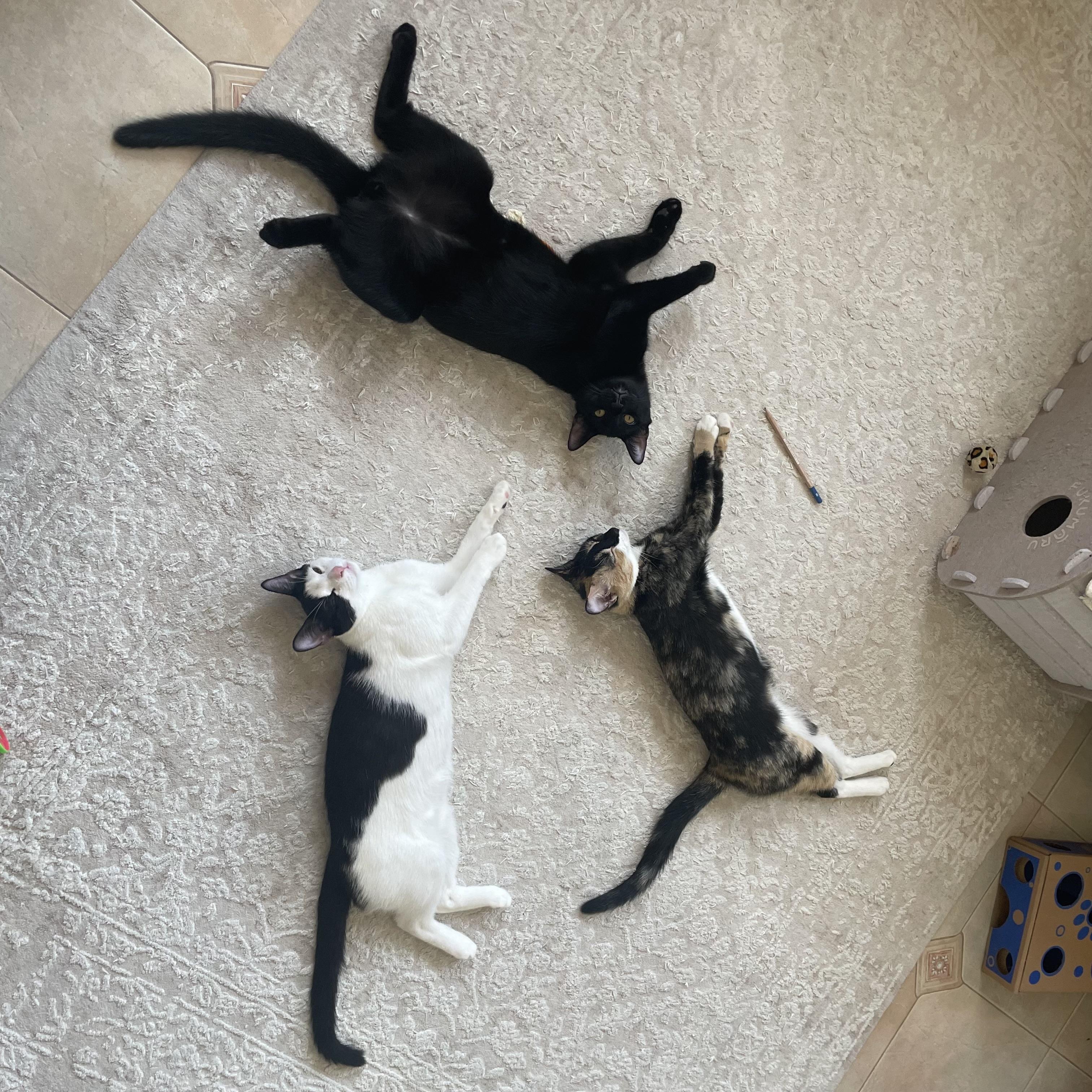 Chornychka, Dozia, & Oyya photo