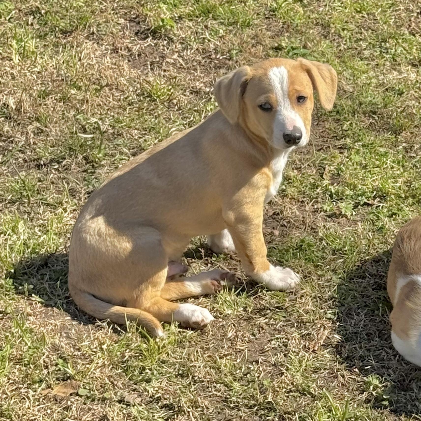 Ollie — thumbnail 5