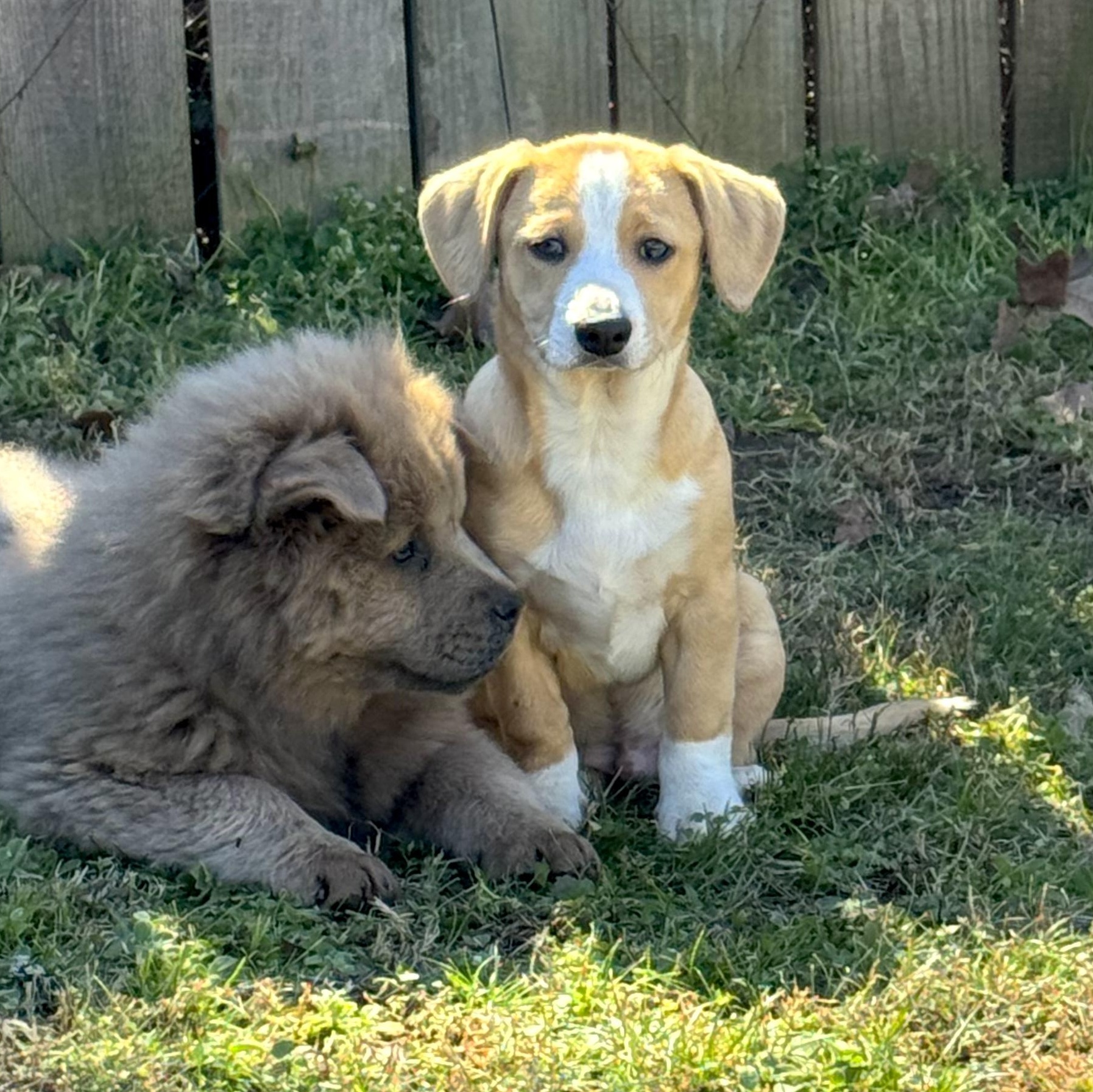 Ollie — thumbnail 6