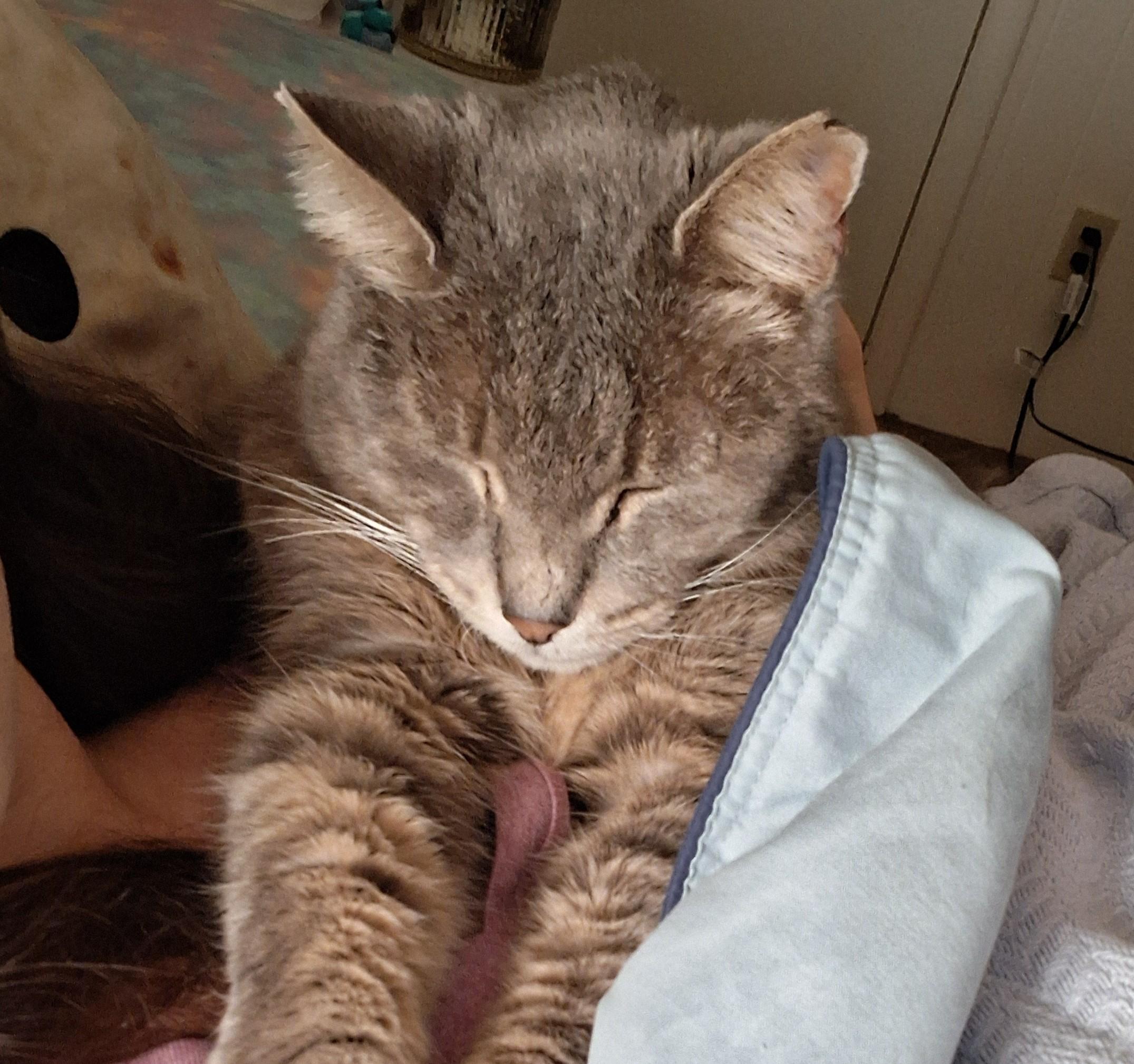 Enlarge Ashes Courtesy Listing, a ADOPTABLE Domestic Short Hair in Midland, MI image 4/6