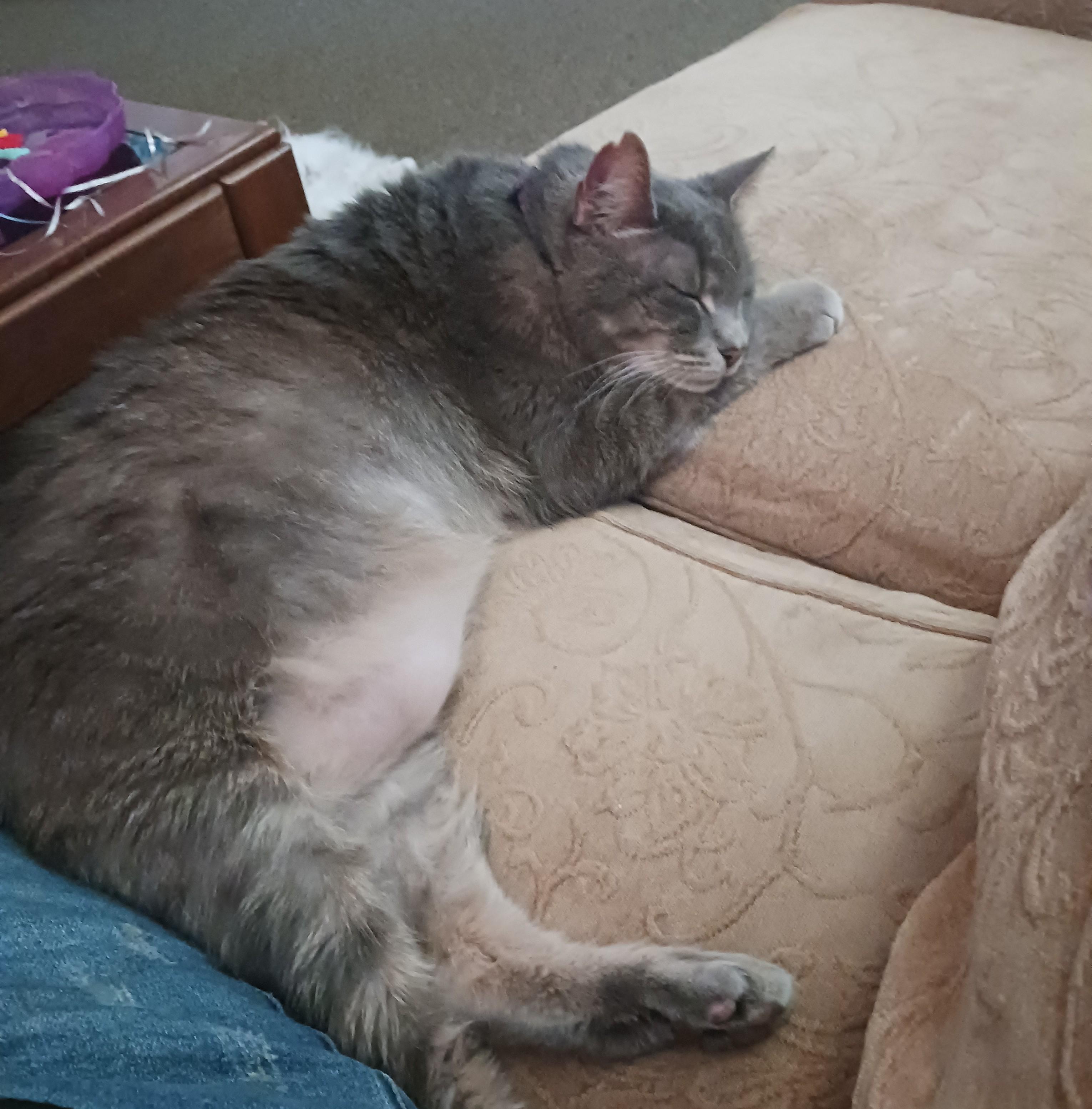 Enlarge Ashes Courtesy Listing, a ADOPTABLE Domestic Short Hair in Midland, MI image 2/6