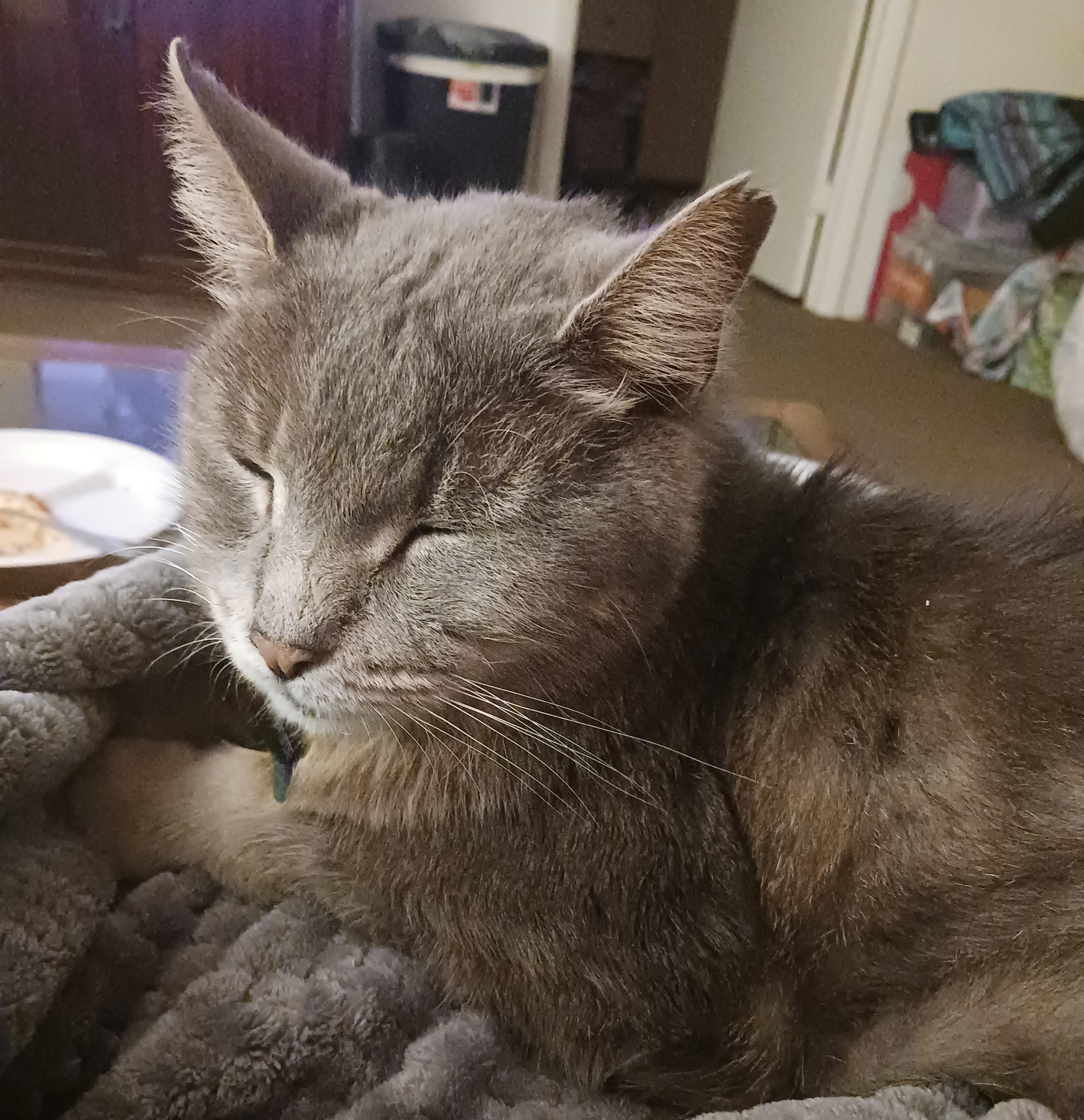 Enlarge Ashes Courtesy Listing, a ADOPTABLE Domestic Short Hair in Midland, MI image 5/6