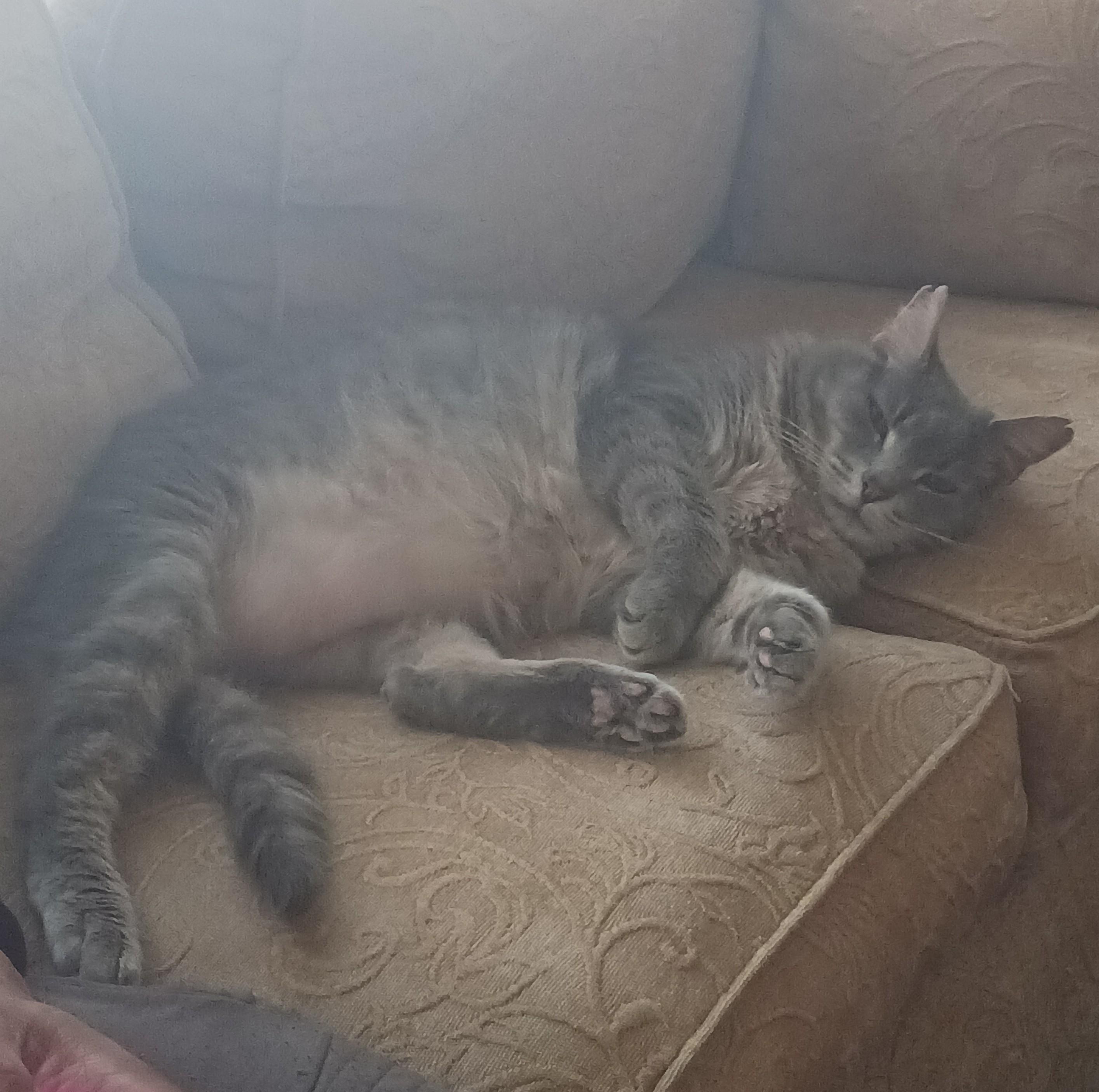 Enlarge Ashes Courtesy Listing, a ADOPTABLE Domestic Short Hair in Midland, MI image 3/6