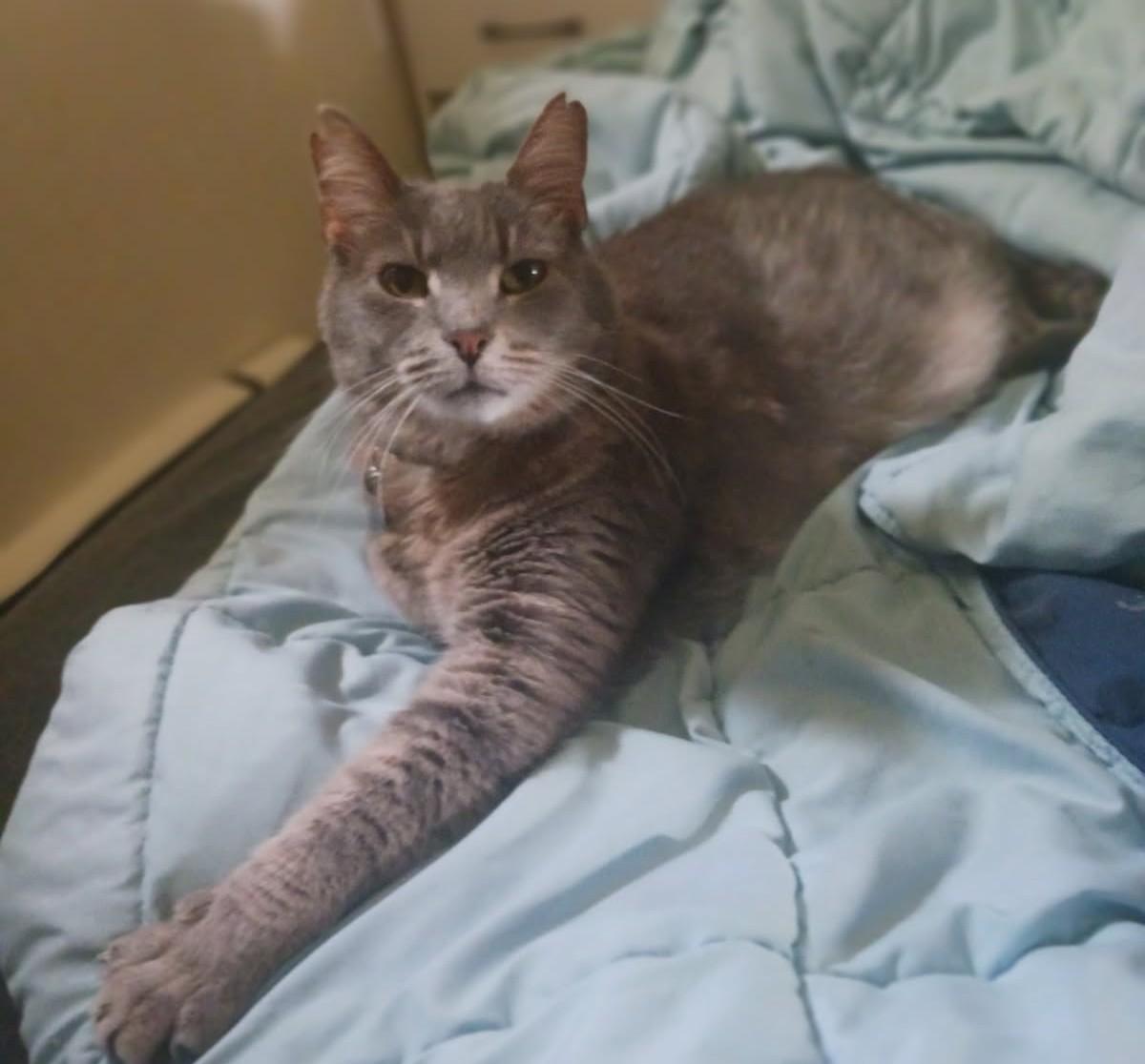 Ashes Courtesy Listing, ADOPTABLE, Senior Male Domestic Short Hair.