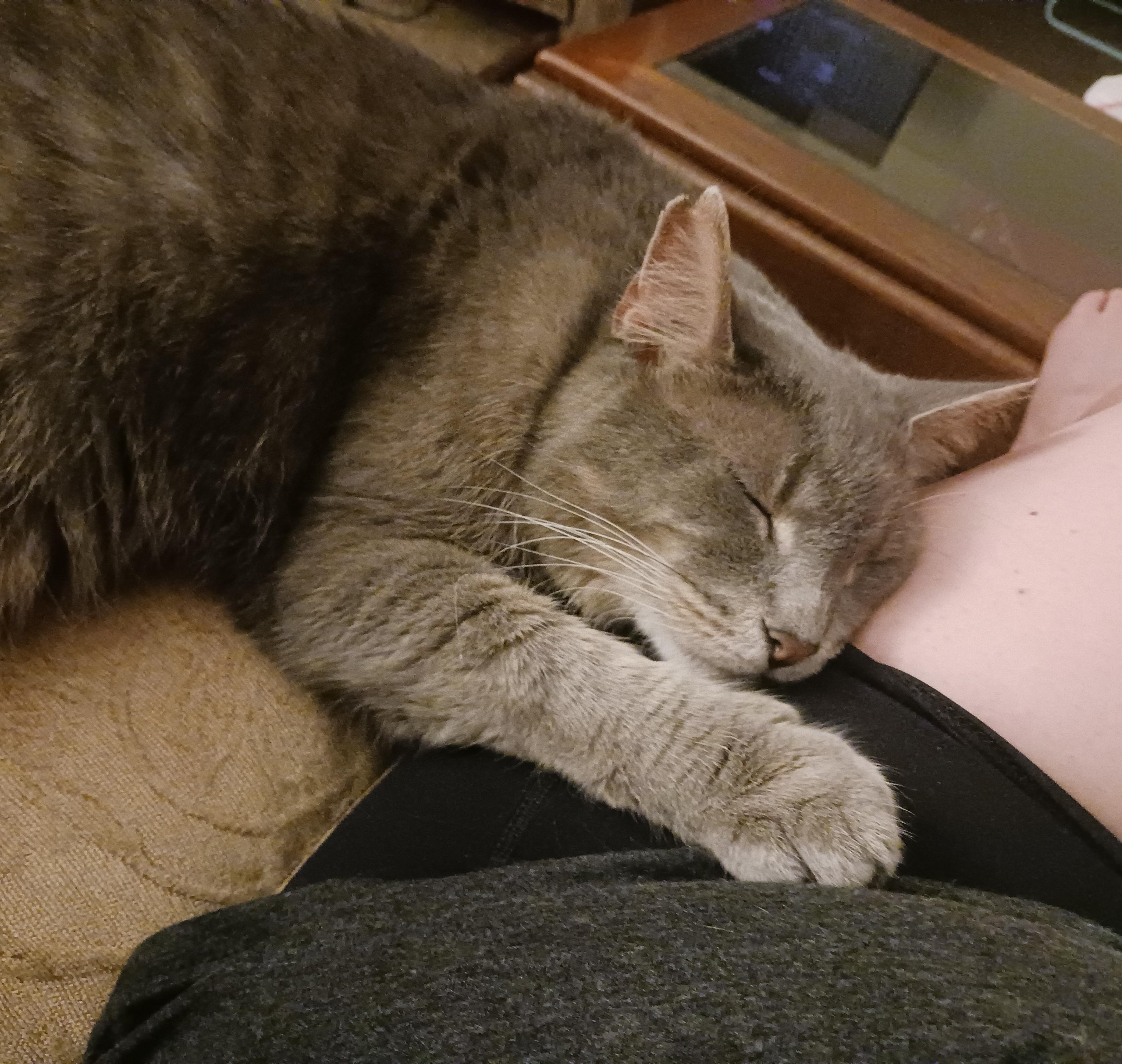 Enlarge Ashes Courtesy Listing, a ADOPTABLE Domestic Short Hair in Midland, MI image 6/6