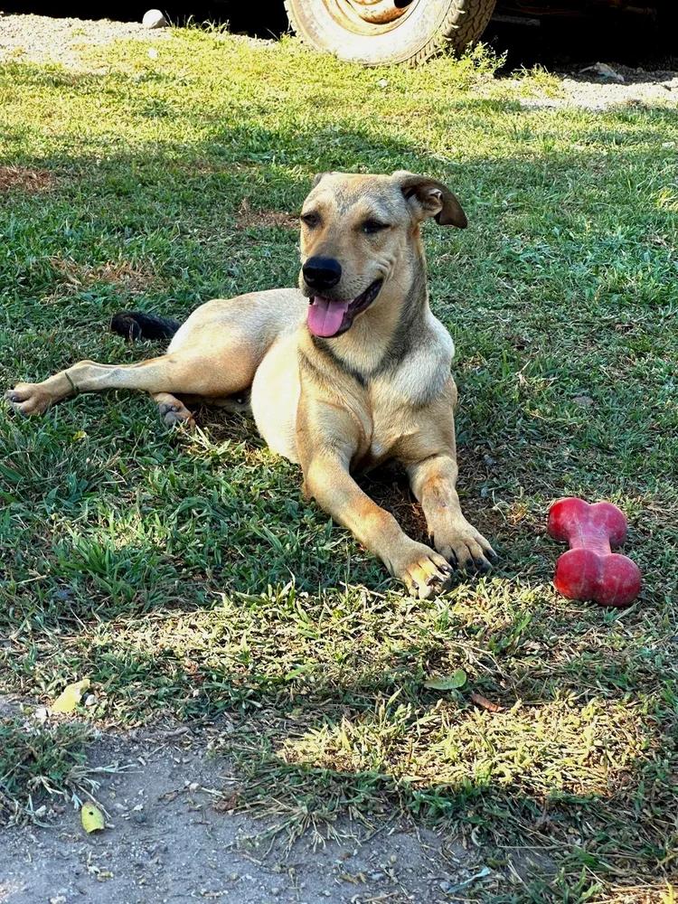 Enlarge Joaquin, a Adoptable mixed breed in San Diego, CA image 5/6