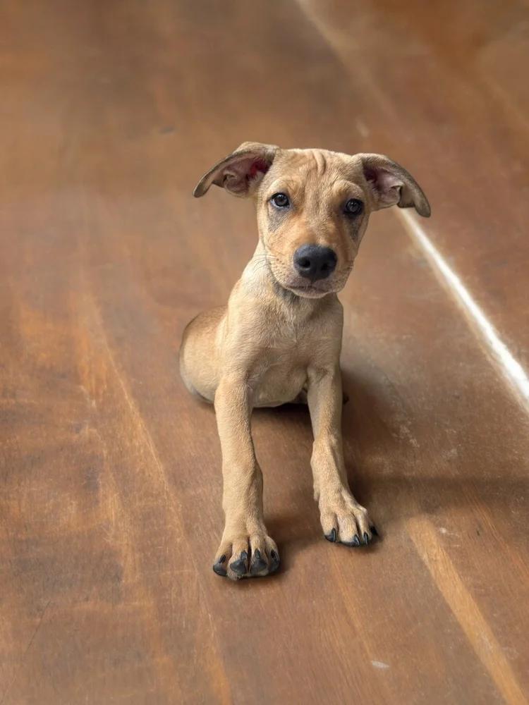 Enlarge Joaquin, a Adoptable mixed breed in San Diego, CA image 6/6