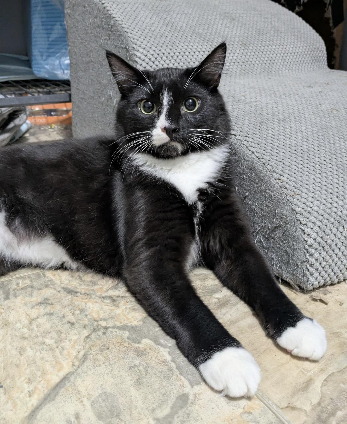 Junco, a ADOPTABLE Domestic Medium Hair in Elkton, MD image 2/3