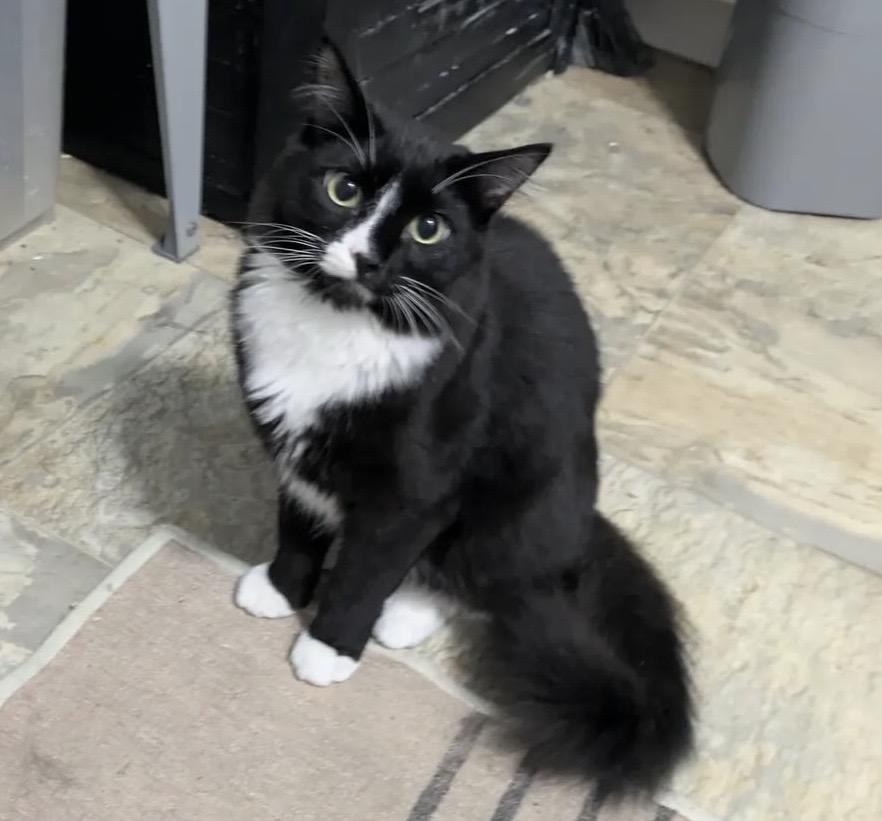 Junco, ADOPTABLE, Young Male Domestic Medium Hair.