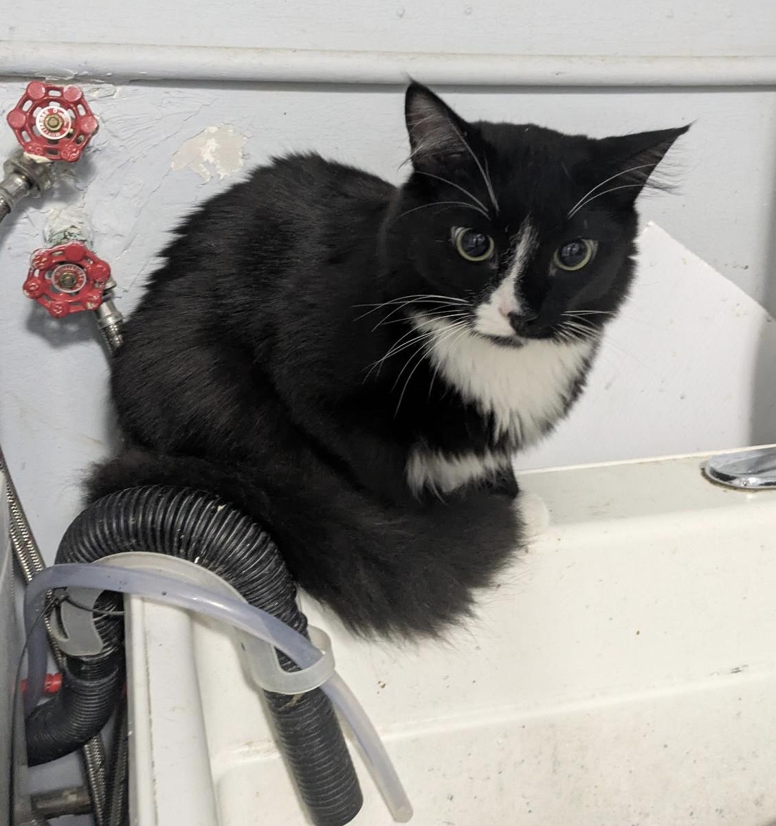 Junco, a ADOPTABLE Domestic Medium Hair in Elkton, MD image 3/3