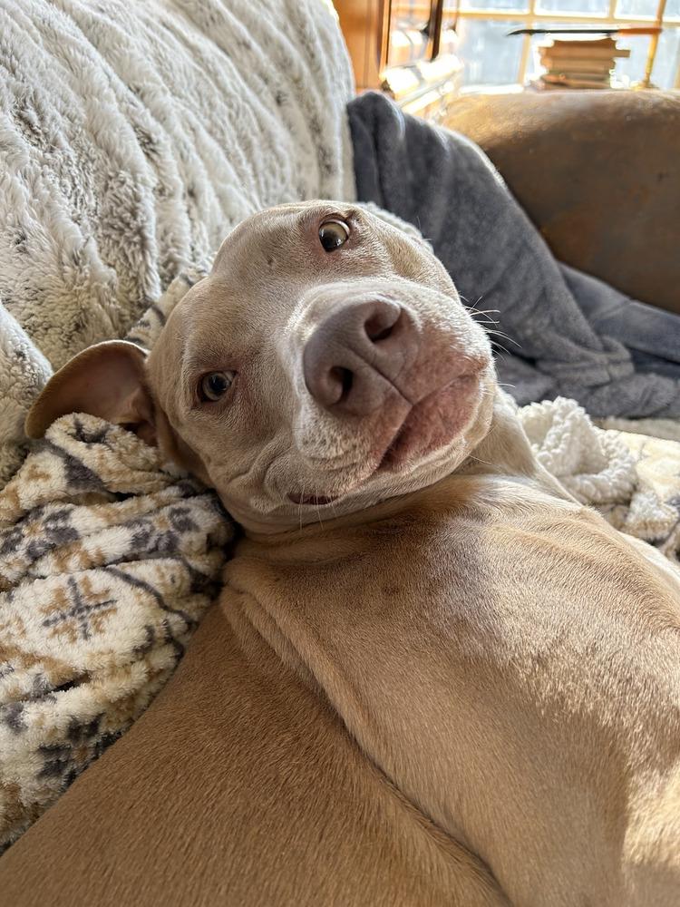 Enlarge Maggie, a Adoptable mixed breed in Brewster , NY image 1/4