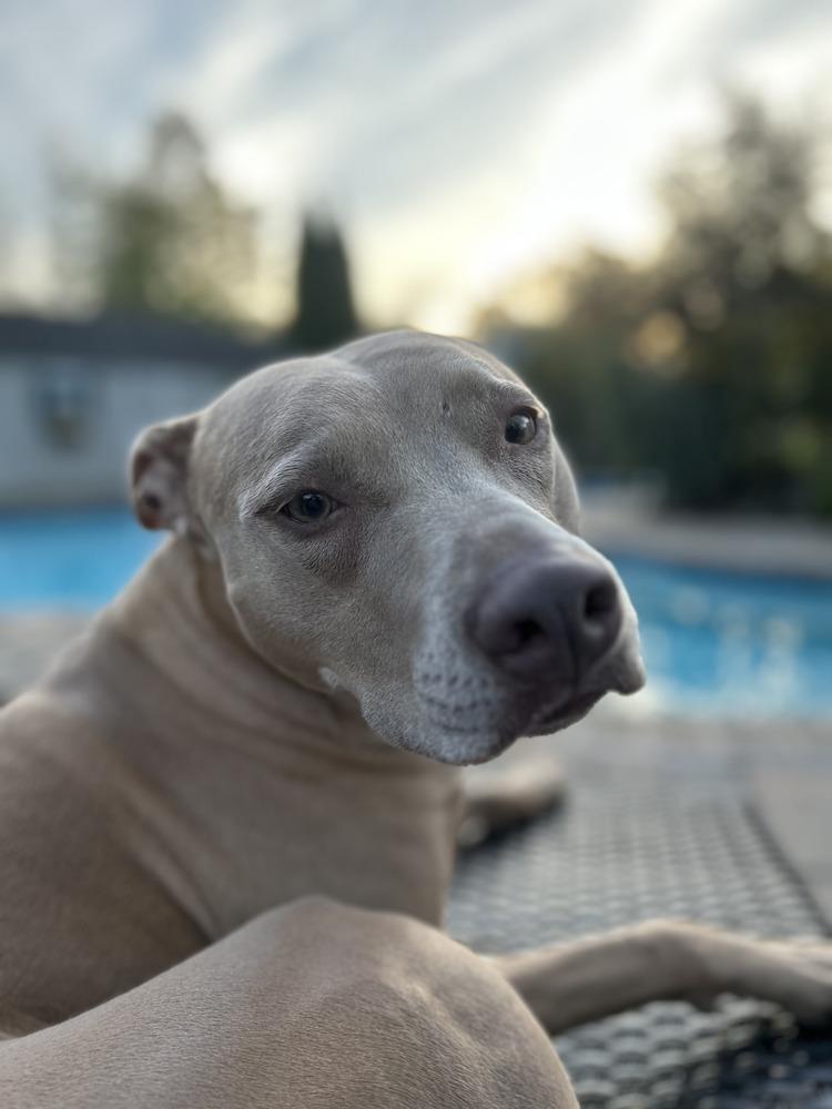 Enlarge Maggie, a Adoptable mixed breed in Brewster , NY image 2/4