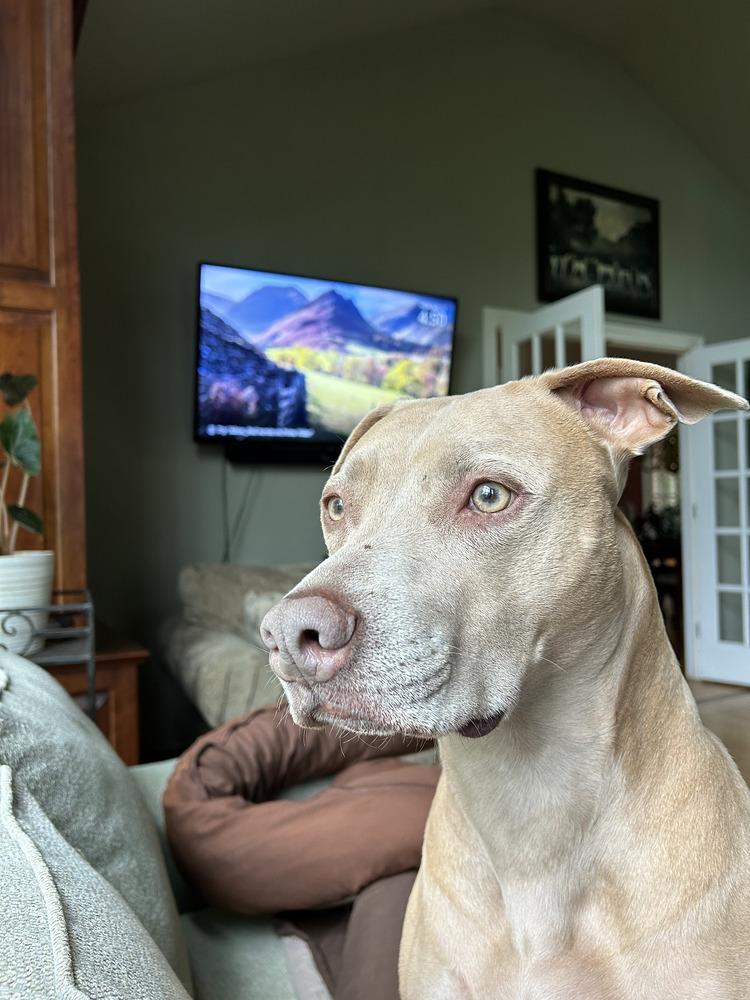 Enlarge Maggie, a Adoptable mixed breed in Brewster , NY image 3/4